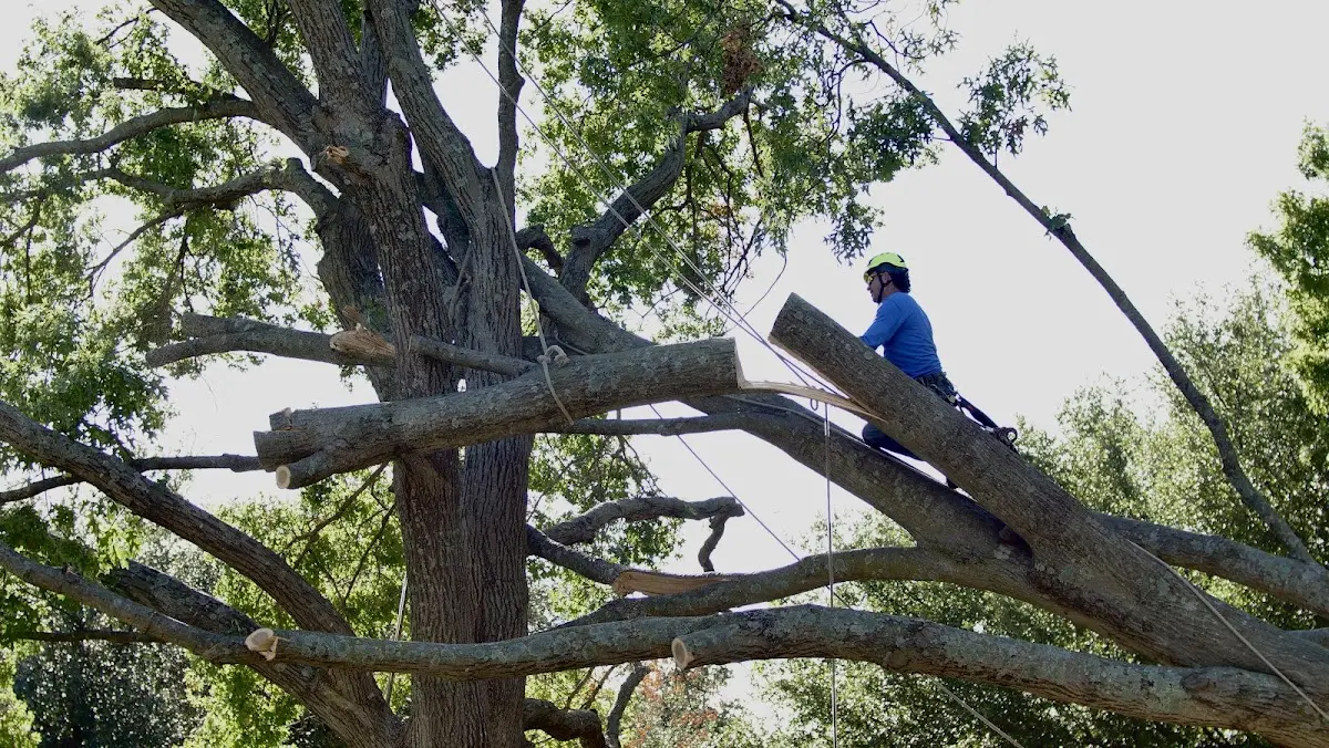 Professional Crown Thinning performed by certified arborists in Delano